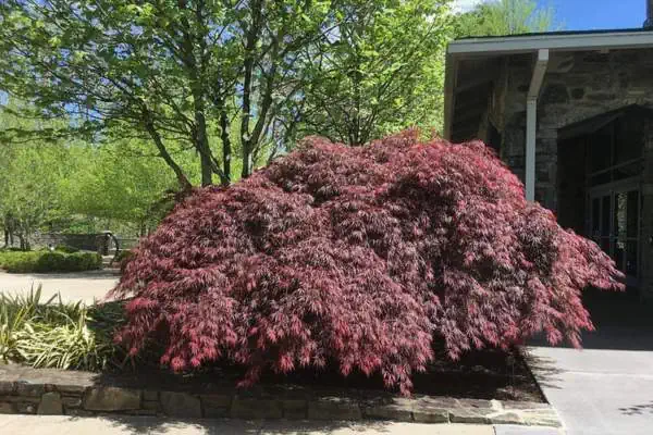 Tamukeyama Japanese maple