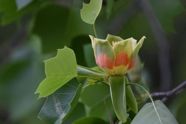 Tulip poplar
