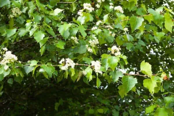 Washington hawthorn tree branches