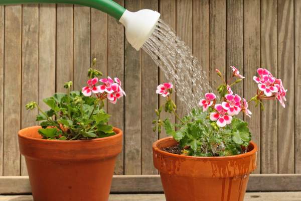 Watering flowers in pots