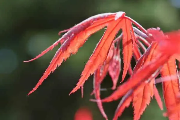 Young inaba shidare Japanese maple