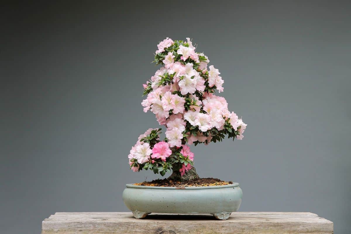 Azalea bonsai