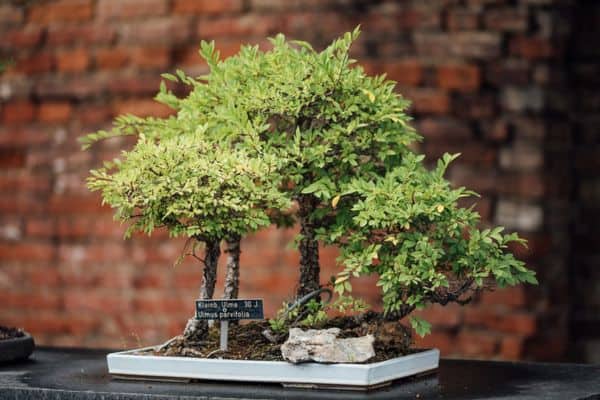 Chinese elm bonsai