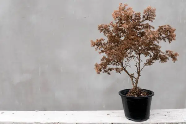 Dry potted tree