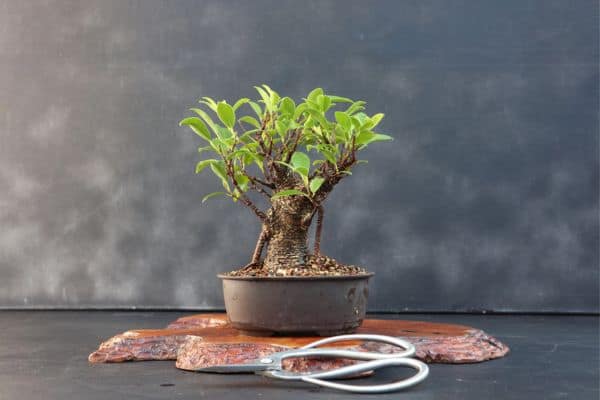 Ficus bonsai