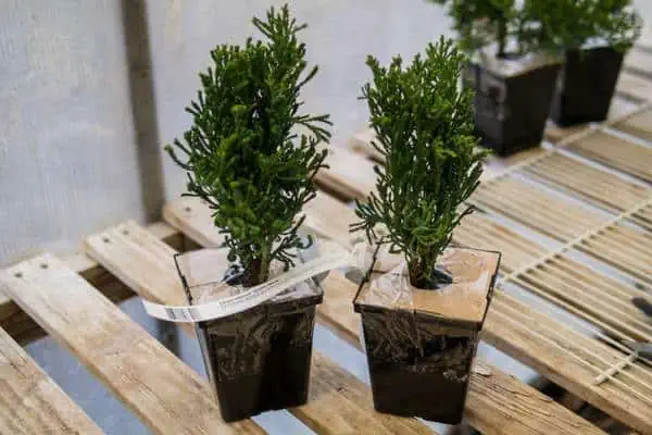 Hinoki cypress in pots