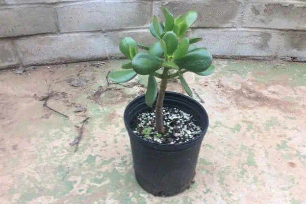 Jade bonsai 