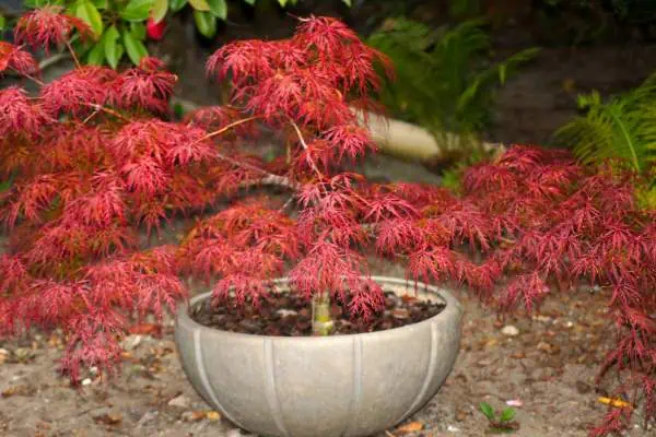 Japanese maple in a pot