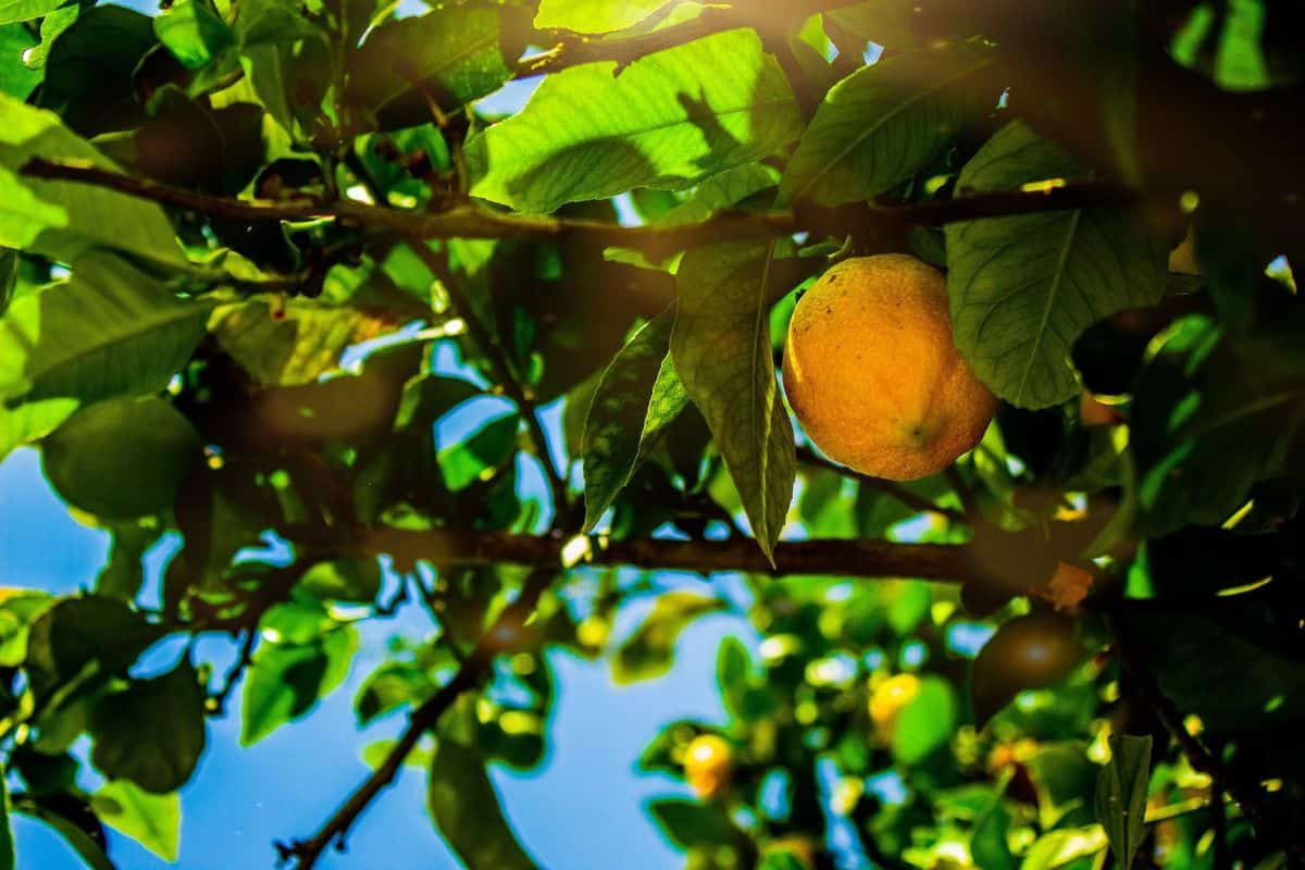 Lemon tree receives sunlight