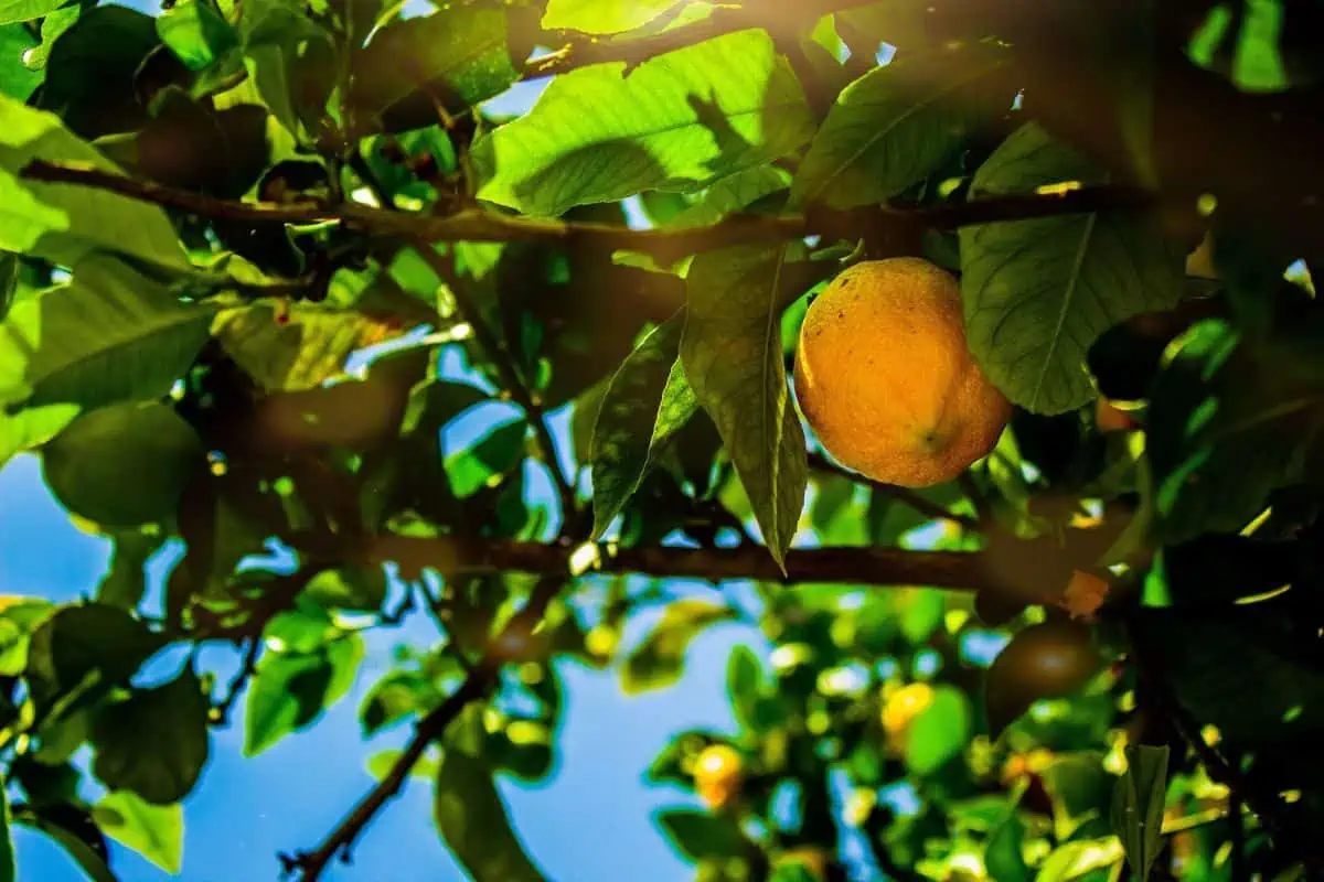 Lemon tree receives sunlight
