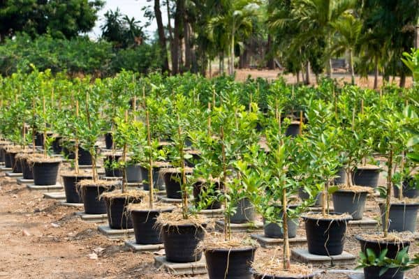 Lemon trees with ample space