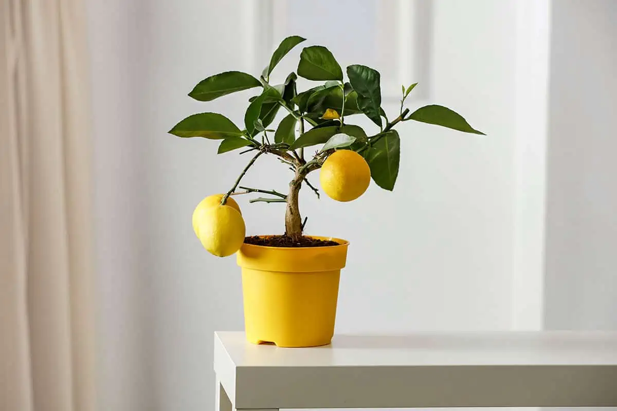 mini lemon tree pot