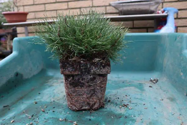 Mugo pine in a pot