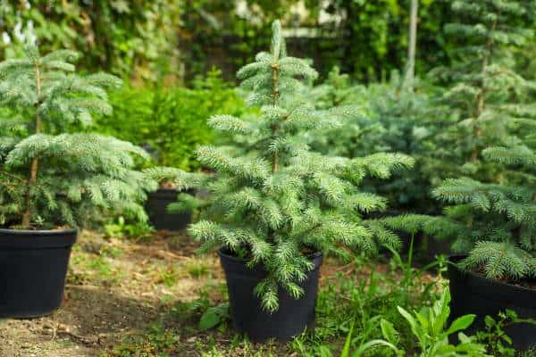 Potted blue spruce trees