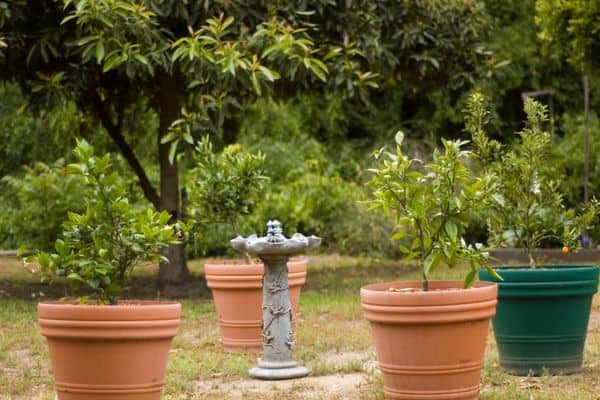 Potted dwarf citrus trees