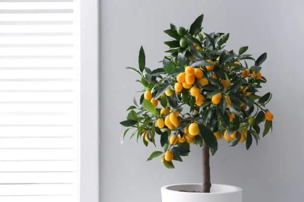 Potted kumquat tree