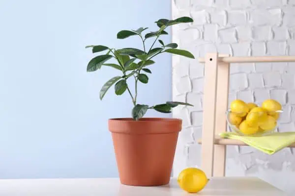 Potted lemon tree with fruits