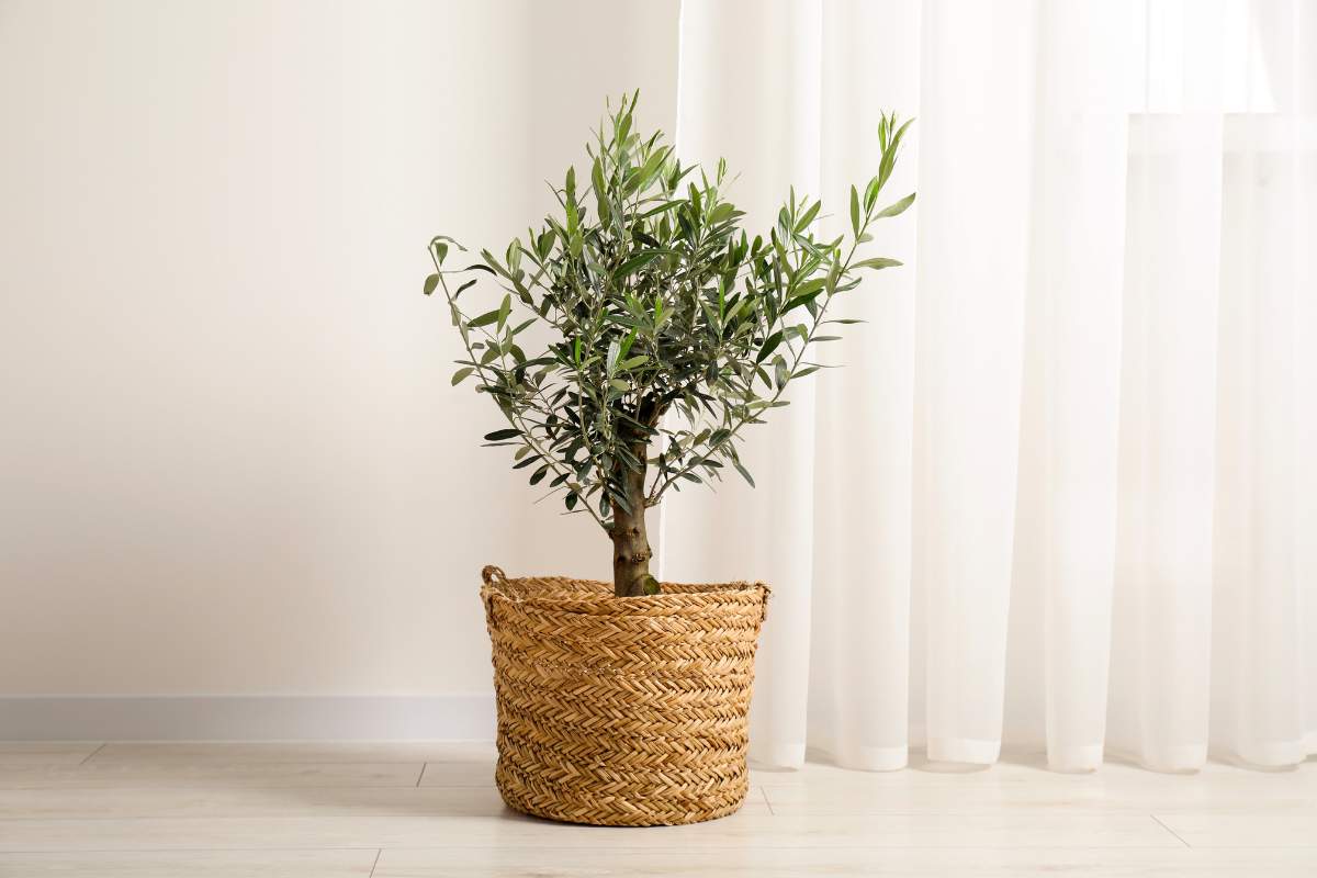 Potted olive tree indoor