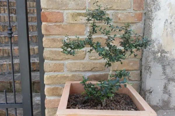 Potted olive tree