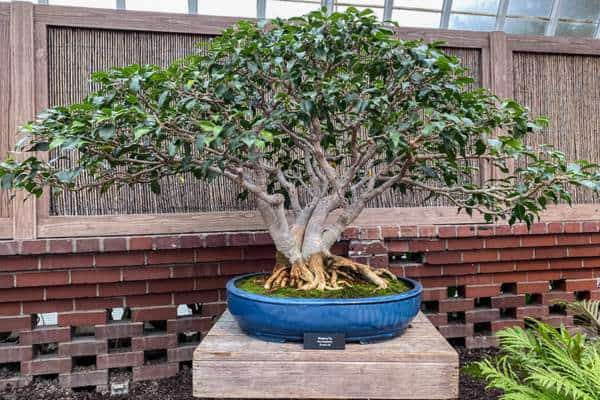 Potted weeping fig
