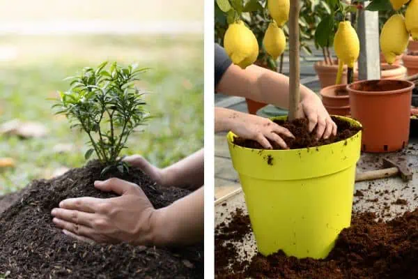 Potting vs. planting in the ground