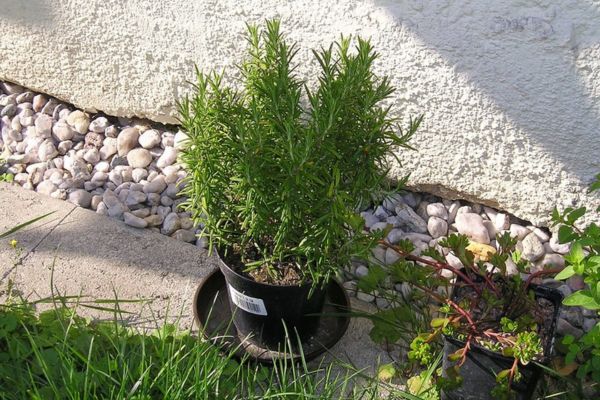 Rosemary in pot