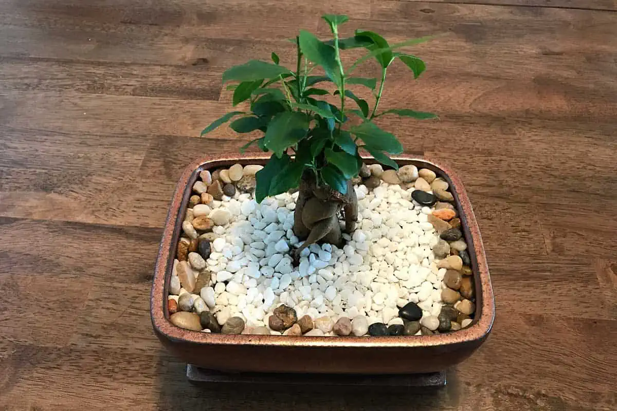 young ficus bonsai tree